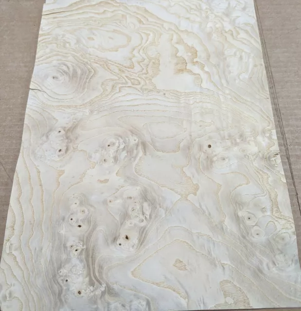 Ash White Burl wood veneer 13" x 18" raw no backing 1/42" thickness A grade