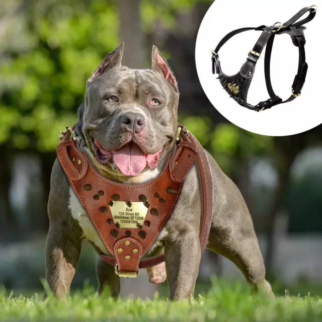 Personalisiert Hundegeschirr Leder Brustgeschirr Pitbull Mastiff Nieten Spitzen