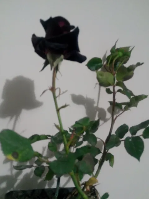 Black Magic Rose from Turkey 2
