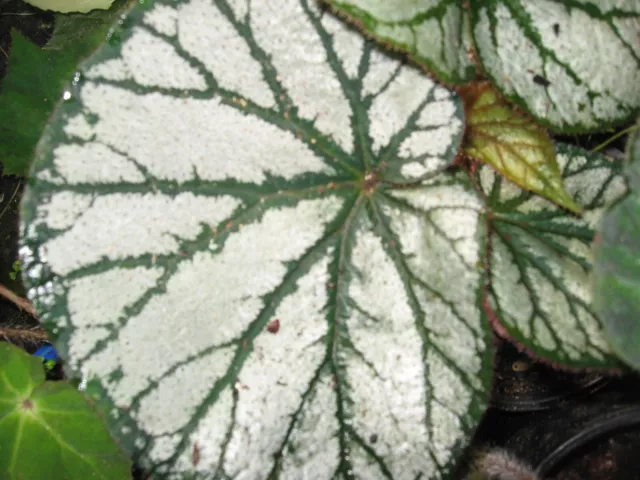 Begonia U400..Outstanding Species   ..Very Choice