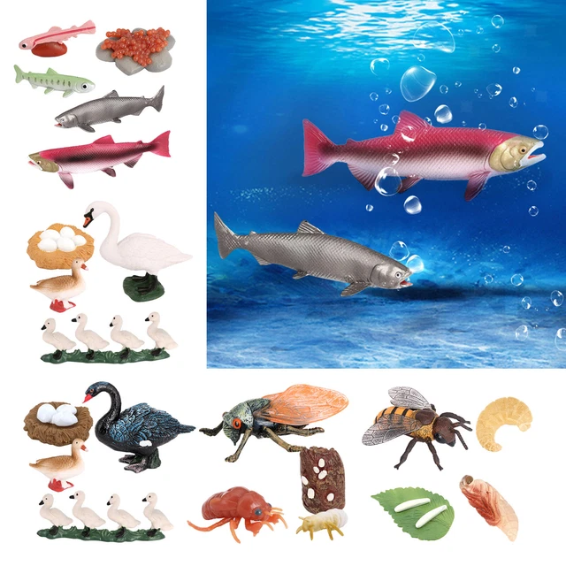 REALISTIC ANIMALS LIFE Cycle Model Salmon Toy Kids Children Science Toys £7.61 PicClick UK