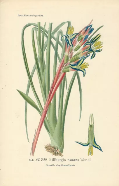 1896 Antique Print FLOWERS BILLBERGIA NUTANS Botanical 1896 Antique Print