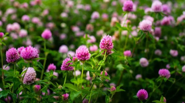 Rotklee, Wiesenklee, Trifolium pratense, rot, 100 Samen