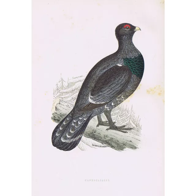 BIRDS Capercaillie - Hand Coloured Antique Print 1891 by Rev FO Morris