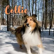 Collie 2022 Kalender: Wandkalender 2022 für Tierliebh... | Livre | état très bon