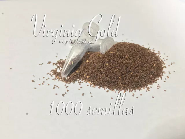 Tabaco Virginia Gold 1000 Semillas de Tabaco Golden Virginia