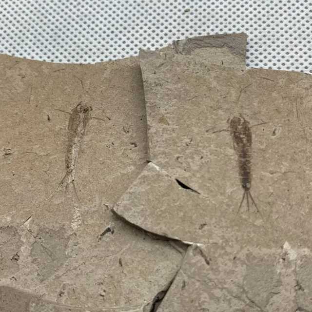 A pair of exquisite insect fossils from the Jurassic Daohugou period