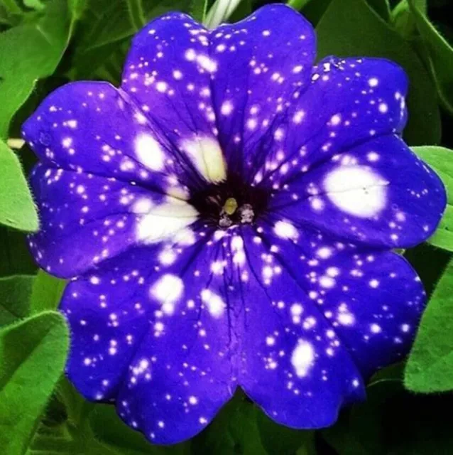 100 Starry Sky Blue Petunia Seeds Petunia hybrida Morning Glory Seed