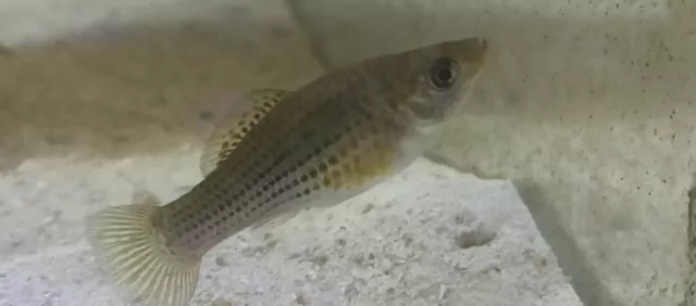 2 Wild Green Mollies Florida caught wild freshwater Mollies