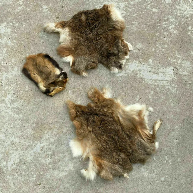 French Taxidermy animal Fur pelts Skin leather 26032014