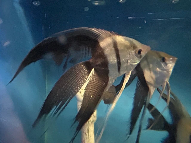 Half black angelfish xl live tropical fish