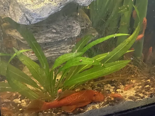 Super Red Pleco Bristlenose bushynose  (2+ inch)  live fish tank bred catfish