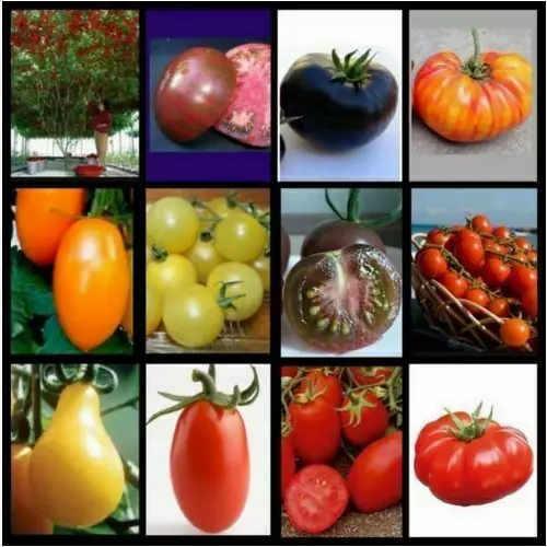 180 semillas de tomate RARAS EN MEZCLA 12 VARIEDADES + REGALO GRATIS