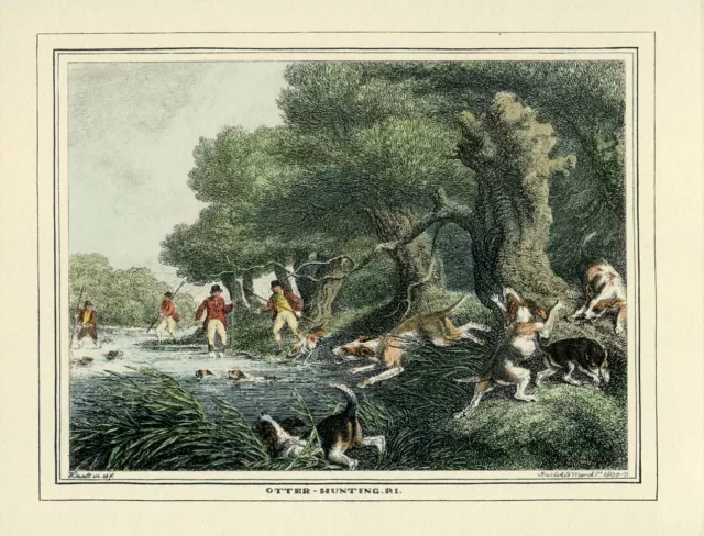 OTTERHOUND Otter-Hound Hunting Dog ENGRAVING Art Print Samuel Howitt