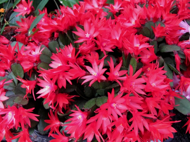 OSTERKAKTUS CHEYENNE SPIRIT Hatiora Rhipsalidopsis Epiphyllum Blattkaktus  rot EUR 4,99 - PicClick DE