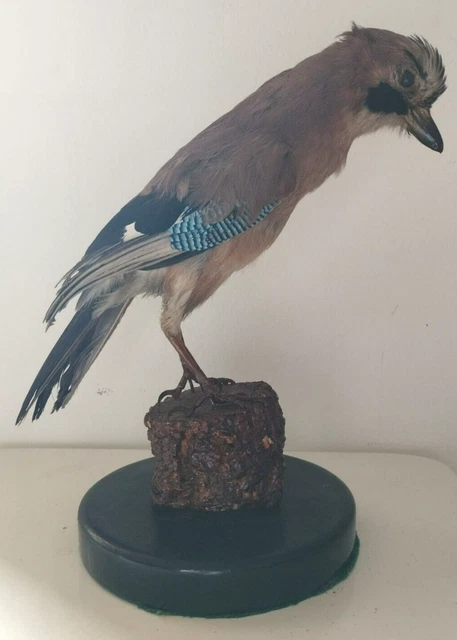 Stemma In Legno Di Quercia Per Trofei Di Caccia - Porta Difese Di Cinghiale, Diametro 20 Cm - Foto 10