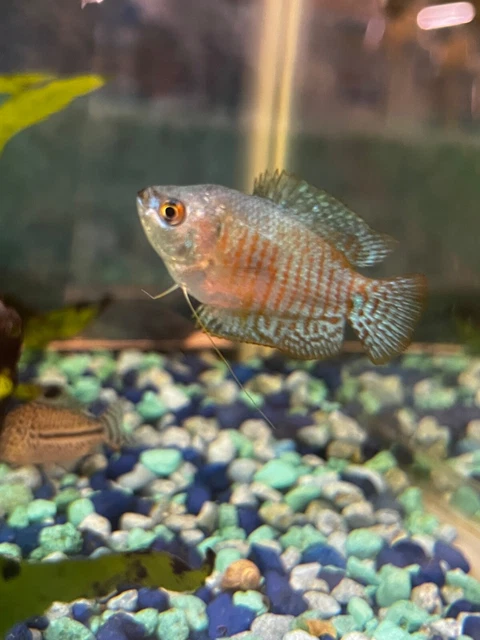 Powder Blue Dwarf Gourami 1-2" Live Fish