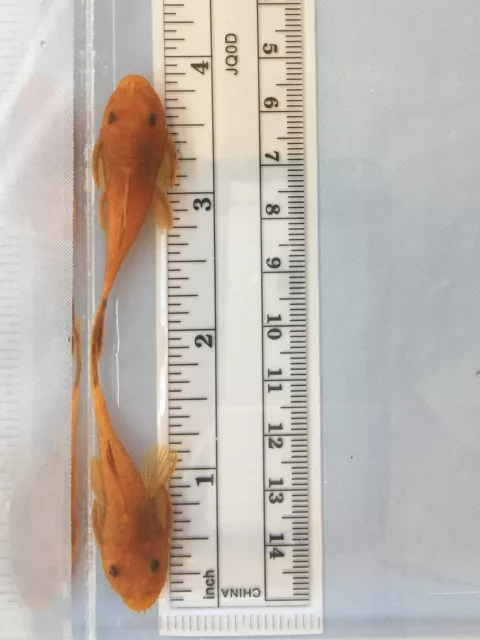 SUPER RED Bristlenose Pleco 1-3/4 inch+ (2 Pack) Bushynose SURPLUS SALE! LIVE! 3