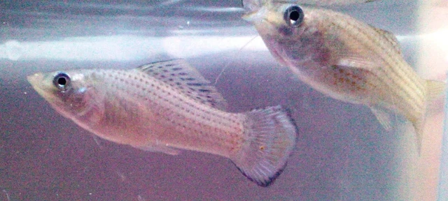 2 Wild Green Mollies. Live Bearers Freshwater/Brackish Water 2