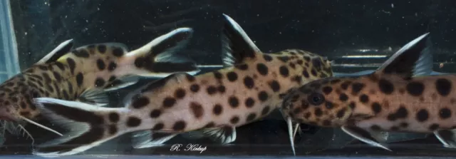 2 off young Synodontis lucipinnis - dwarf polka dot Catfish, extra lots p&p £2