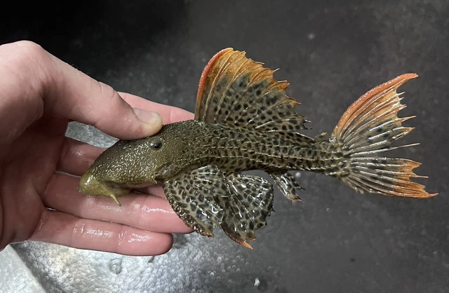 L600 Leopard Cactus Pleco 5-6” Live teopical fish