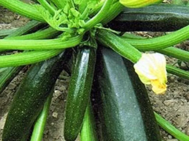 Zucchini Seeds “Black Beauty” (Approx 10 Seeds) Excellent Garden Vegetable….