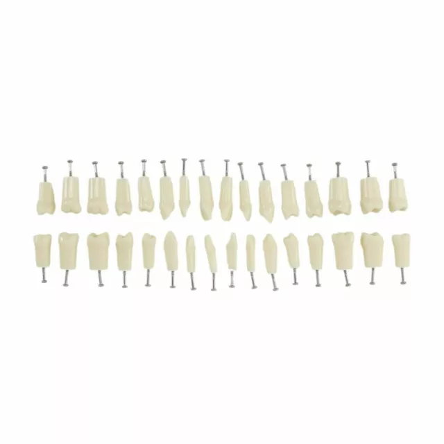 Dental Typodont Teeth For NISSIN 200 Practice School Model 32 Pcs Screw-in