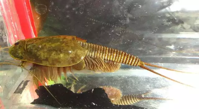 Kit de démarrage crevettes Triops Granarius têtard Ultra par Triops King 2