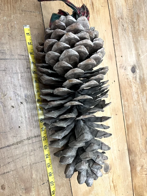 De colección 16" piña gigante árbol naturaleza secuoya bosque inusual gigante! cono de pino
