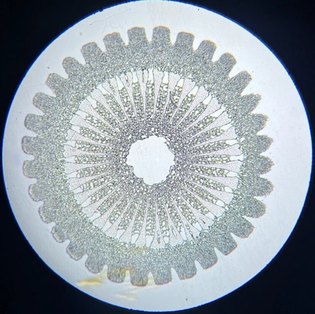 J.D. Moller Microscope Slide Sea Urchin Echinotrix Petersii Bolsche Samoa