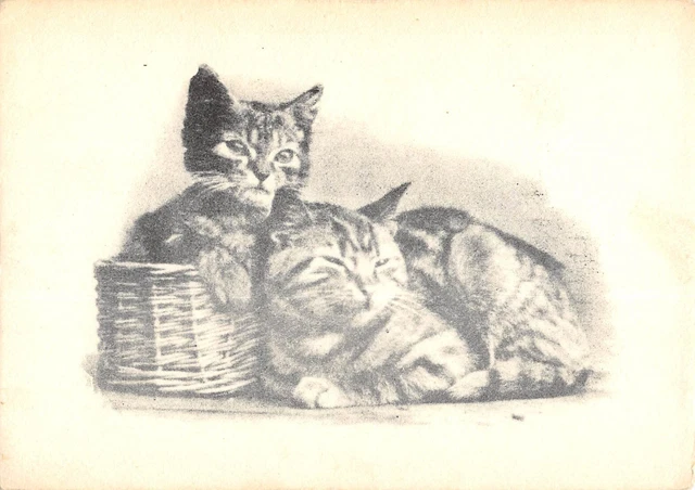 Chats - FANTAISIE - CHAT humanisé
