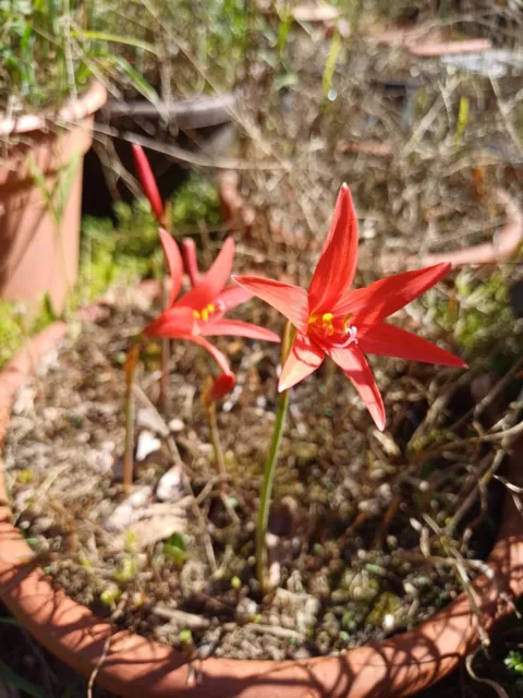 Habranthus ruber - 12 seeds - Rare species.