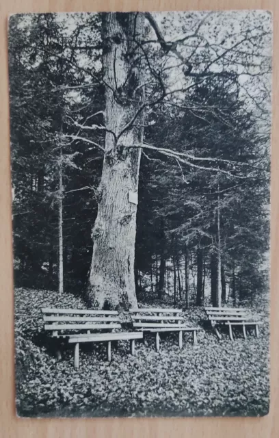 alte Topo-AK vor 1945 versendet- Bad Sachsa (Südharz), Ostra-Eiche