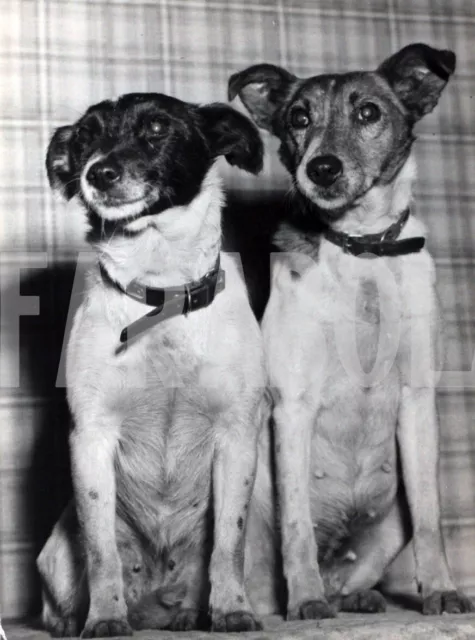 Photo de presse vintage Chien,1957,Chiens Ateliers En Pension,tirage 21 X 15 CM