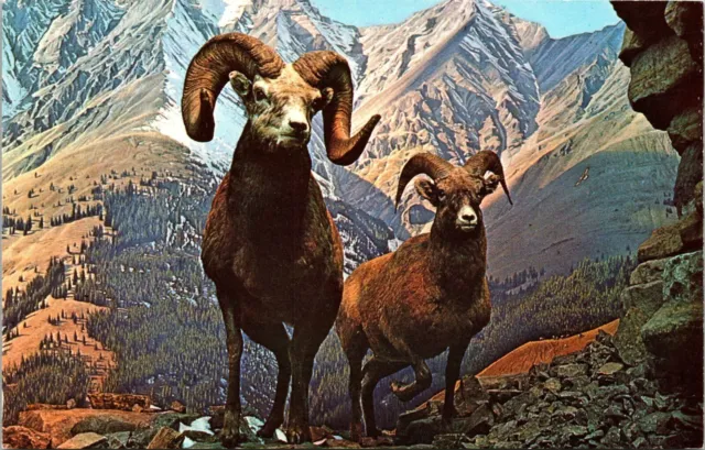 Rocky Mountain Bighorn Sheep of the Canadian Rockies Animal Vintage Postcard
