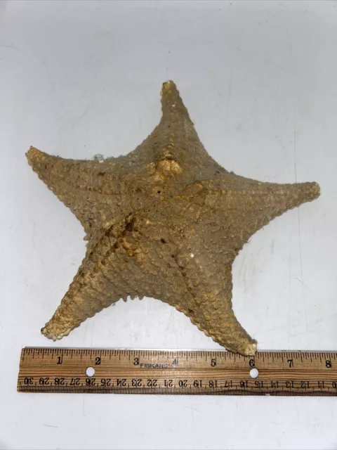 Starfish Large 8" Ocean Shell Very Cool