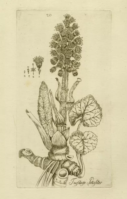 Rare Antique Print-BUTTER BURR-TUSSILAGO-Happe-1788