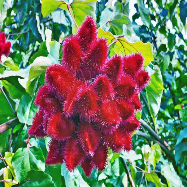 Lipstick Tree Seeds Bixa Orellana Flowering Shrub Small Tree Hardy