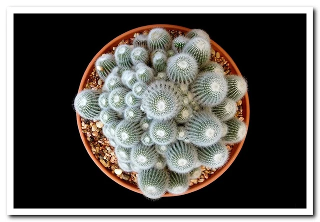cacti white green cactus Postcard