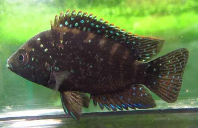 3" Breeding Pair Jack Dempsey Cichlids Live Freshwater Aquarium Fish