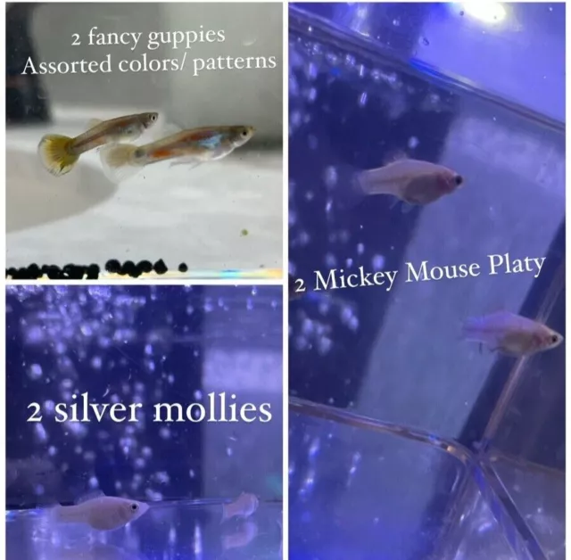 Live Fish Freshwater Juvenile Mix Of Guppies, Molly & Platy 6 Pack