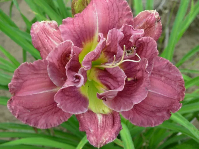 ROYAL EVENTIDE - Daylily 2 Plants Double Purple Bloom Perennial Flower Reblooms