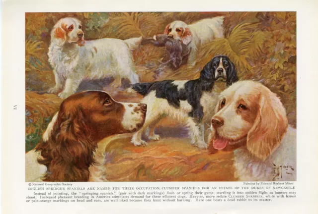 Clumber English Springer Spaniel Dogs Old 1937 National Geographic Dog Art Print