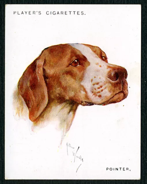 POINTER JOHN PLAYER A SERIES DOG HEADS by WARDLE 1926 LARGE CIGARETTE CARD #9