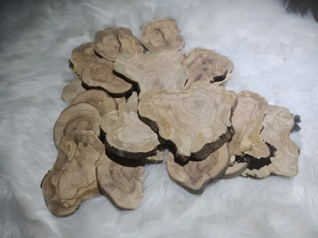 Live Edge Olive Wood Slices from Tree Branches for DIY and Epoxy Project 40-50pc