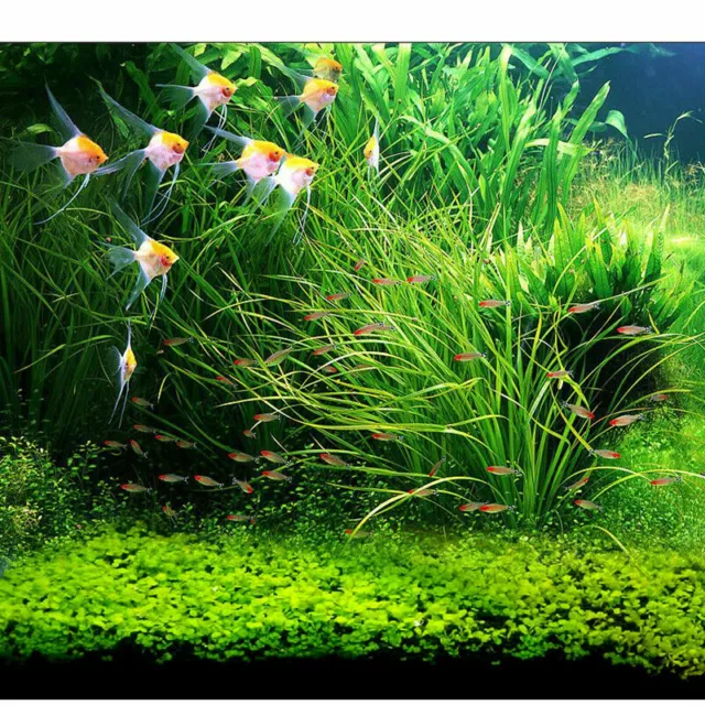 Aquarium Plant Seeds Fish Tank Aquatic Water Grass Clean Foreground Easy  Plants