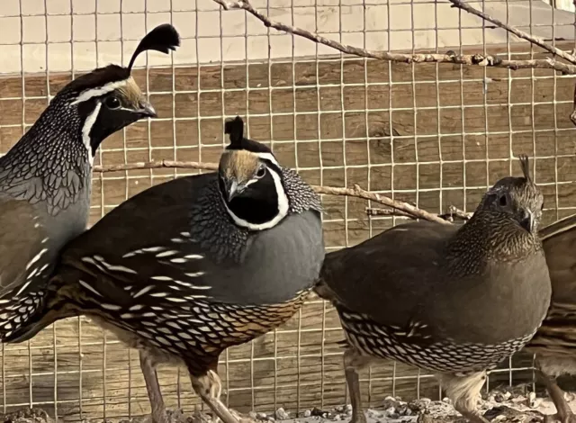 California Valley Quail, 55 eggs +1 egg Californian Hatching Fertile Eggs