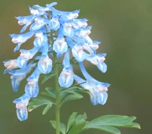 Corydalis 'Craigton Blue' -9cm Pot