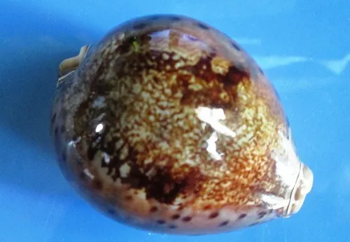 cypraea Valentia 80.5 mm quite young pattern BUT very intense DARK coloration .,