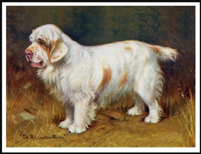 Clumber Spaniel Old Named Champion Vintage Style Dog Art Print Poster